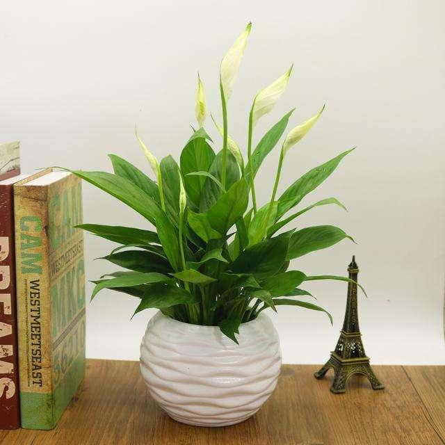 白掌蔫了怎么办,白掌蔫了土不干怎么处理