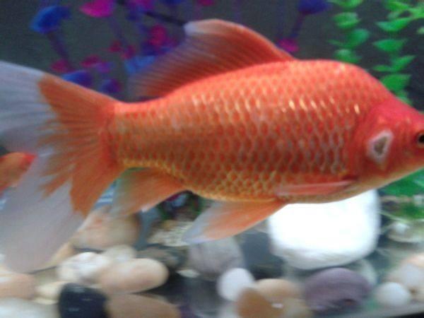 家养金鱼得病喂什么药,鱼缸养鱼鱼病症状