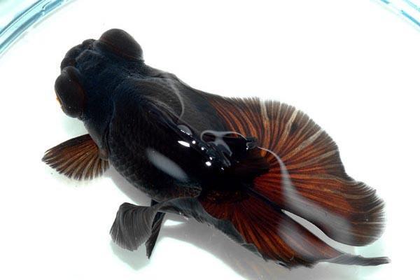 养鱼里面的金鱼病了怎么办,怎么预防金鱼得鱼病