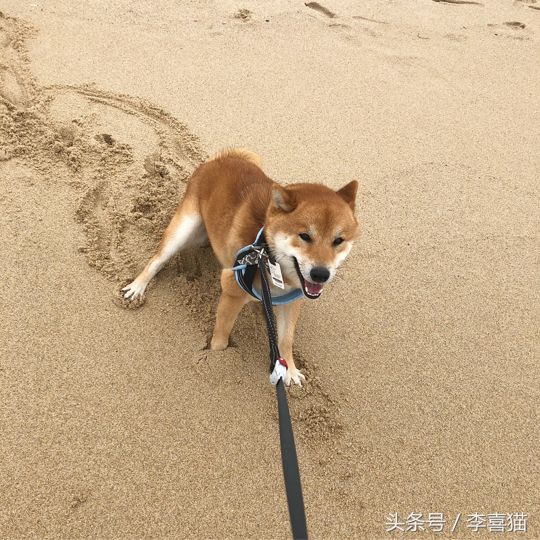 训练狗狗的正确方法和技巧,训练狗狗听话的12条标准赶快收藏