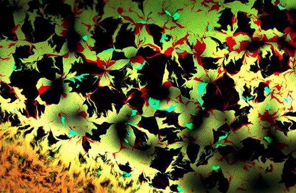 转基因细菌生产木瓜蛋白酶,转基因细菌的应用