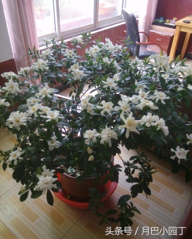 栀子花怎么养黄叶不开花,栀子花水养怎么不黄叶