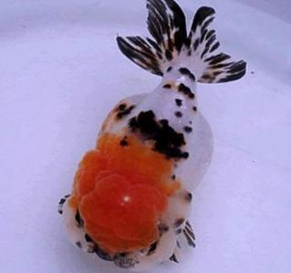 日本顶级金鱼品种,日本宇野兰寿金鱼