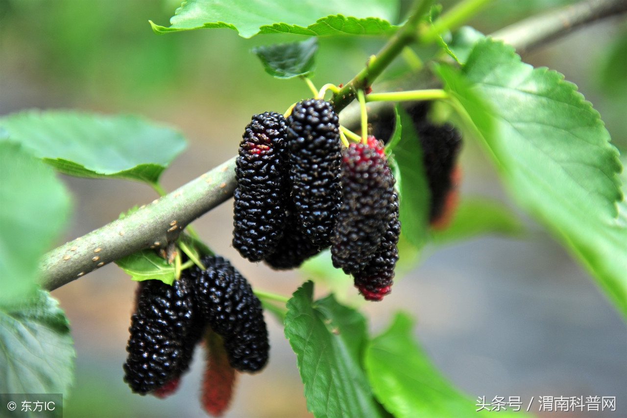 桑树叶桑叶茶,桑树和桑叶茶的传说