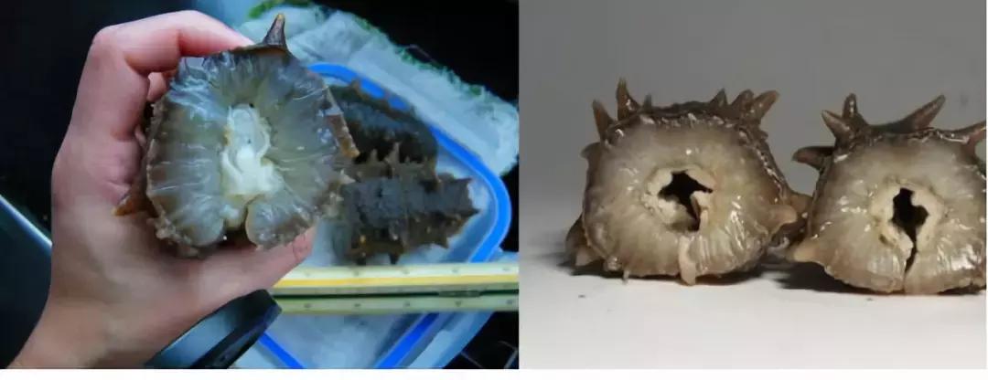 海参原产地视频素材,哪里产地的海参最好