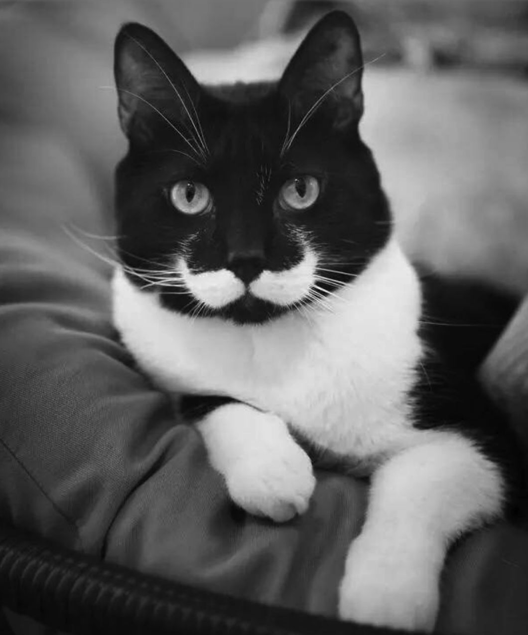 可爱小猫咪黑色胡子,可爱软萌小猫咪