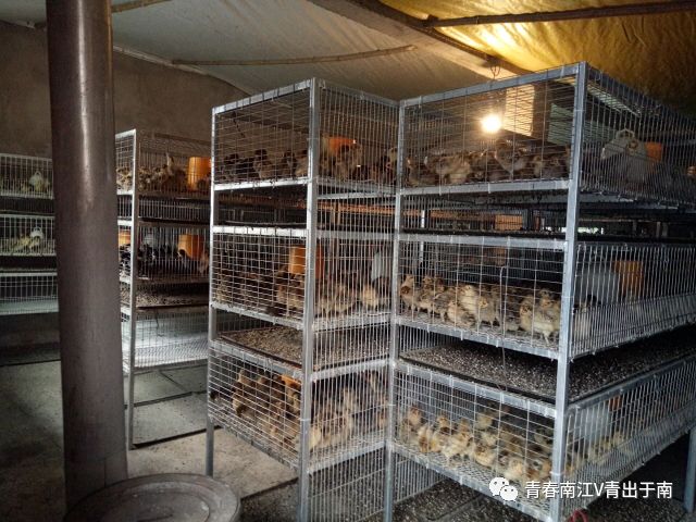 「青春扶贫示范项目」女大学生回乡创业带领乡亲致富——南江县远霖畜禽养殖专业合作社负责人蒋超群创业故事（第8期）