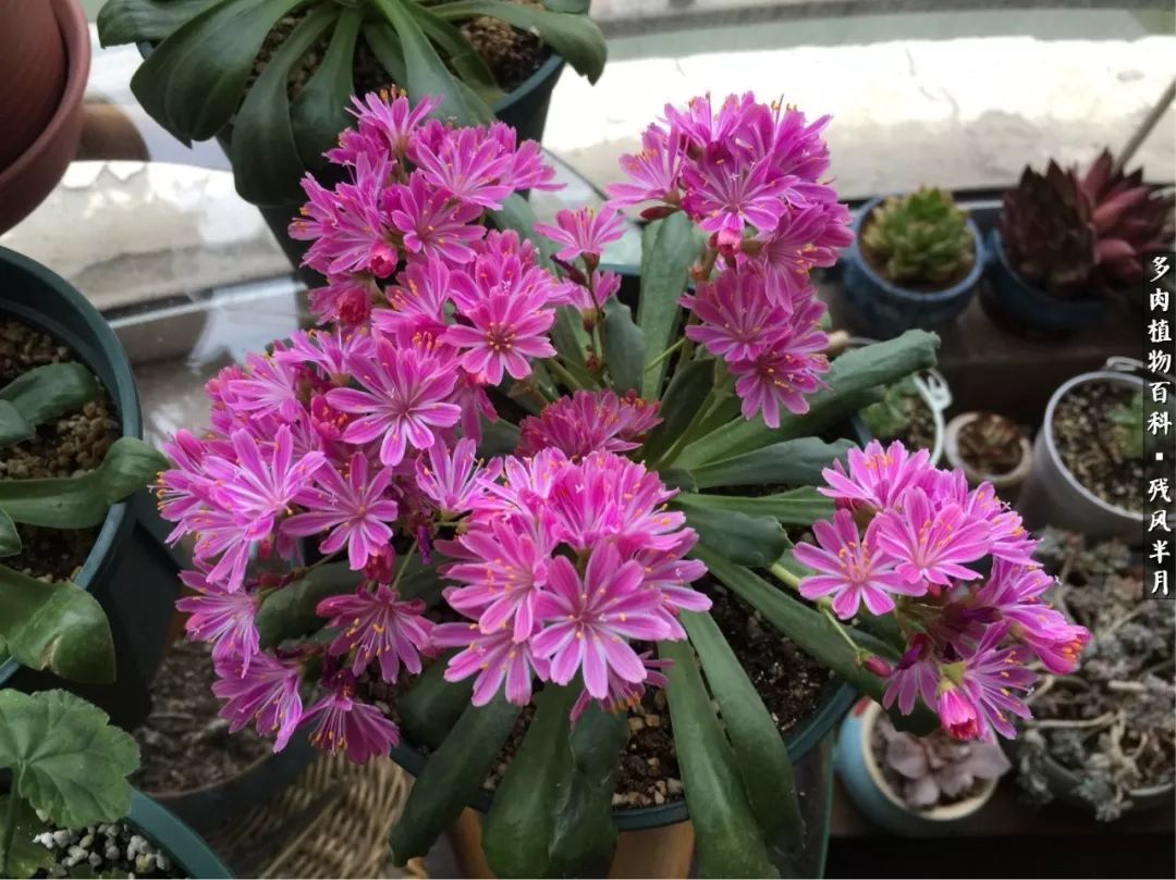 在多肉中治愈生活,养多肉生活中的快乐源泉