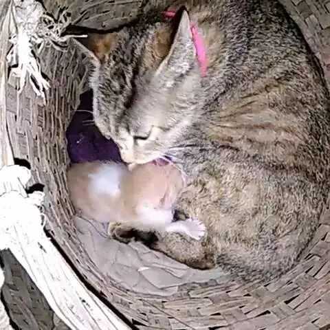 猫妈把小猫咪叼到狗窝,猫妈妈不让小猫咪挪窝