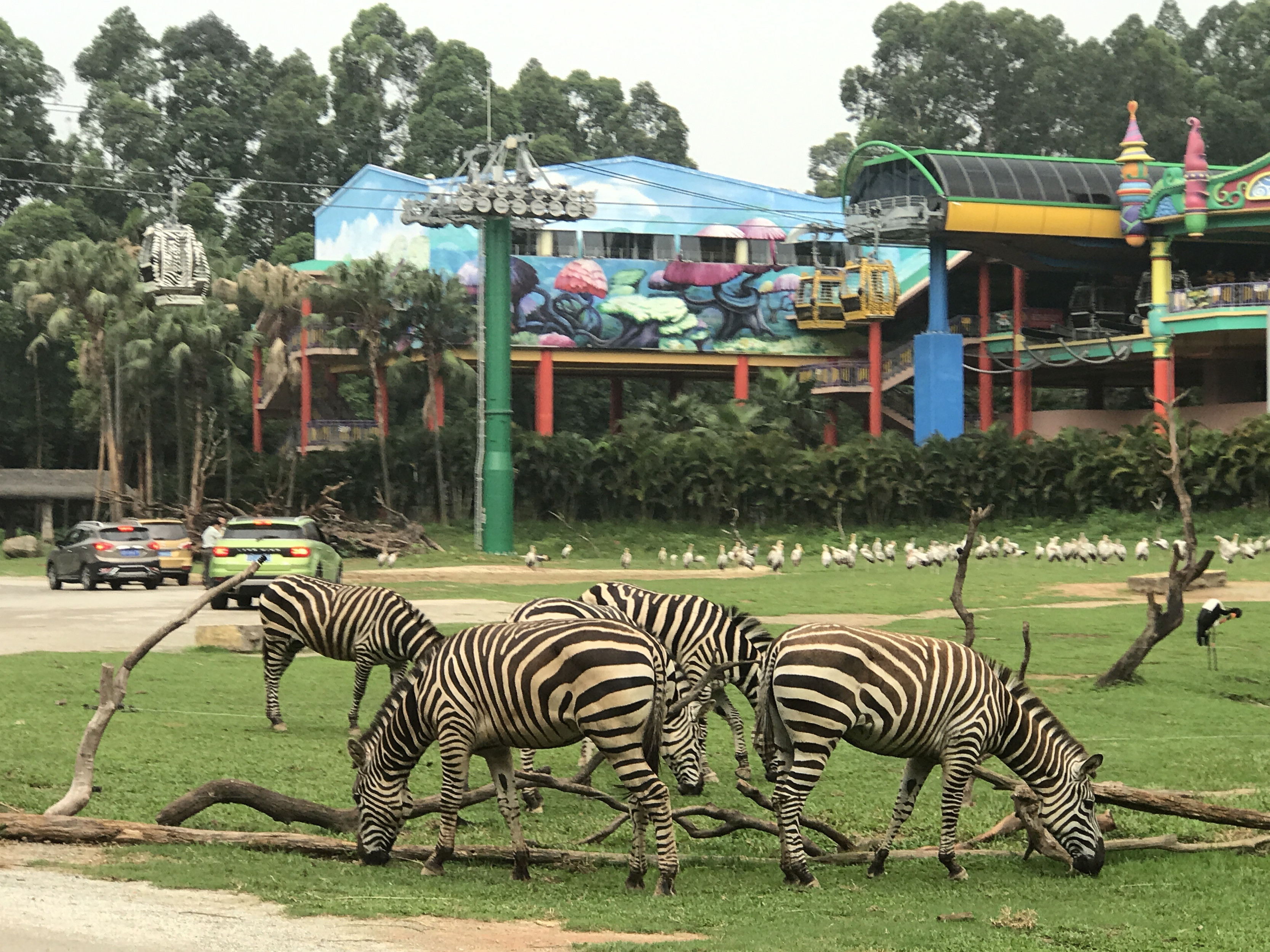 广州长隆野生动物世界之行,广州长隆野生动物世界游玩攻略图