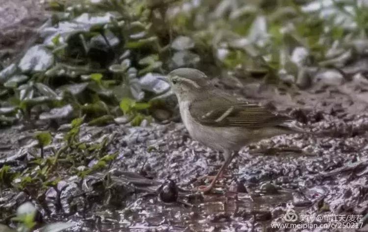 滇西拍鸟攻略,滇西观鸟的图片