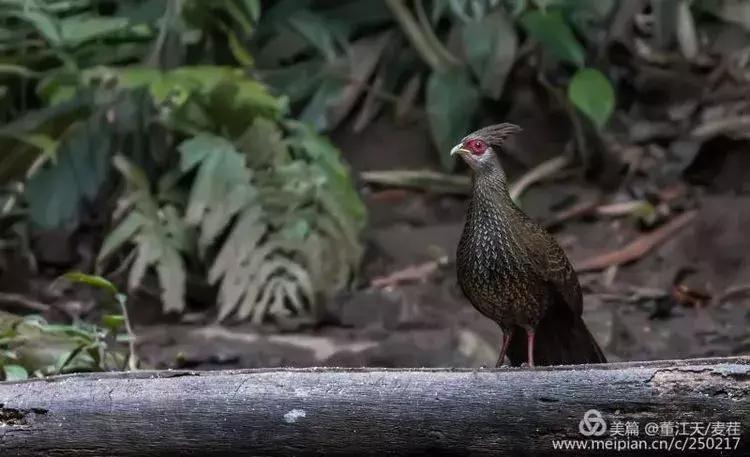 滇西拍鸟攻略,滇西观鸟的图片