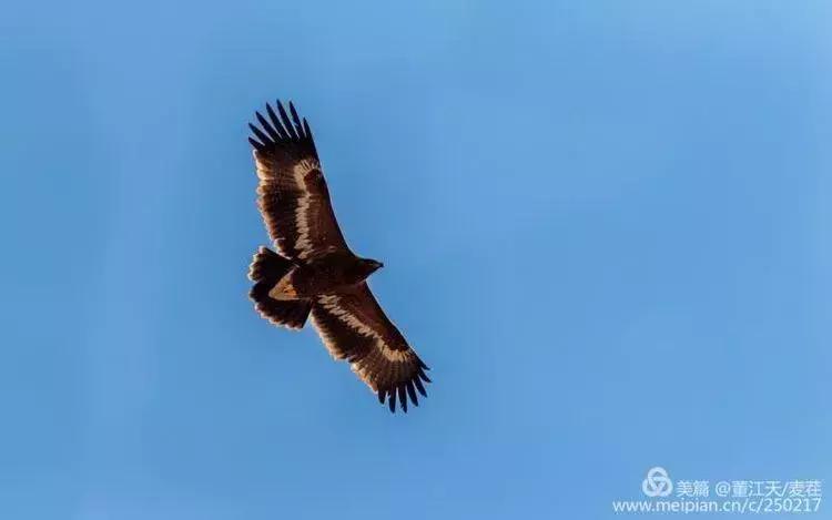 滇西拍鸟攻略,滇西观鸟的图片