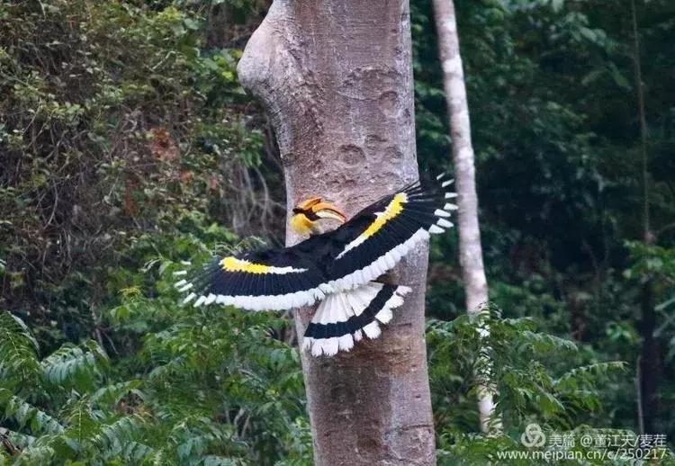 滇西拍鸟攻略,滇西观鸟的图片