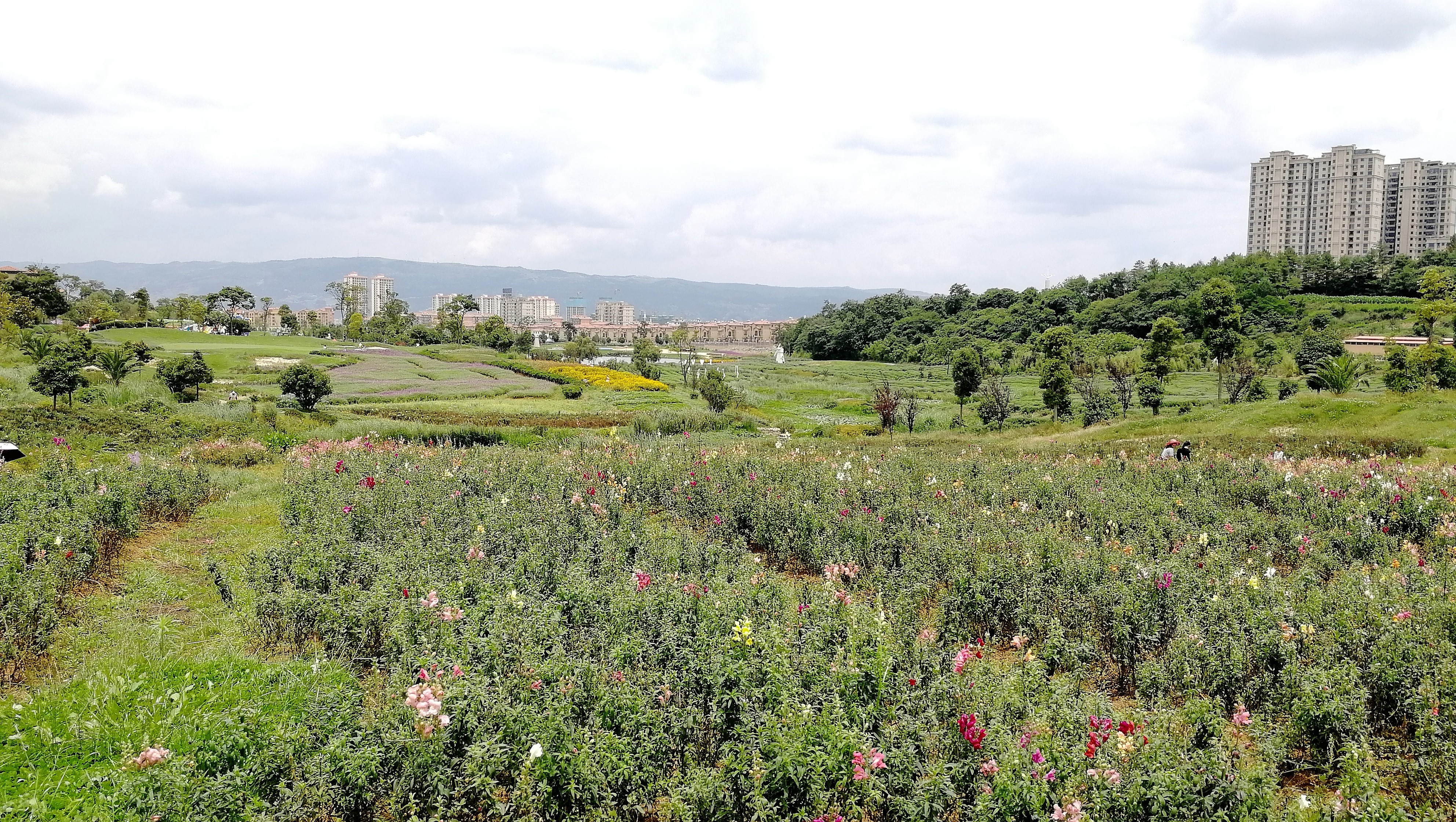 看花海，泡温泉，吃美食，周末就来这里！
