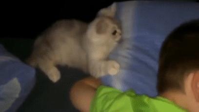 如果你觉得生活太难那就养只猫,如果生活艰难就养只猫吧