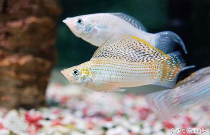 怎么养斗鱼孔雀鱼最好呢,孔雀鱼和斗鱼混养怎么养