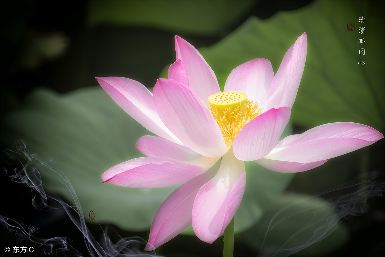 99个珍贵秘方,99种养生秘诀