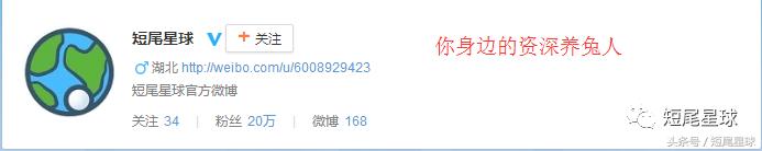 兔子中暑吃什么药效果最快,兔子在高温下会不会中暑