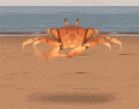 六月黄的阳澄湖大闸蟹,六月黄阳澄湖大闸蟹鲜活上市