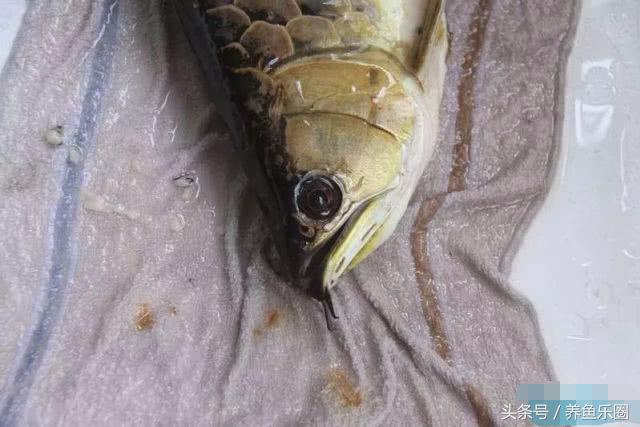 龙鱼轻微掉眼能自己恢复吗,爱龙白点净注意事项