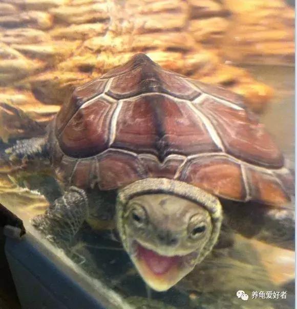 养龟的100种常见问题,新手养龟常见的坏习惯与坏心态