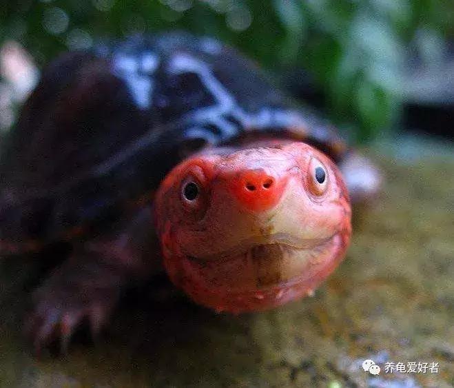 养龟的100种常见问题,新手养龟常见的坏习惯与坏心态