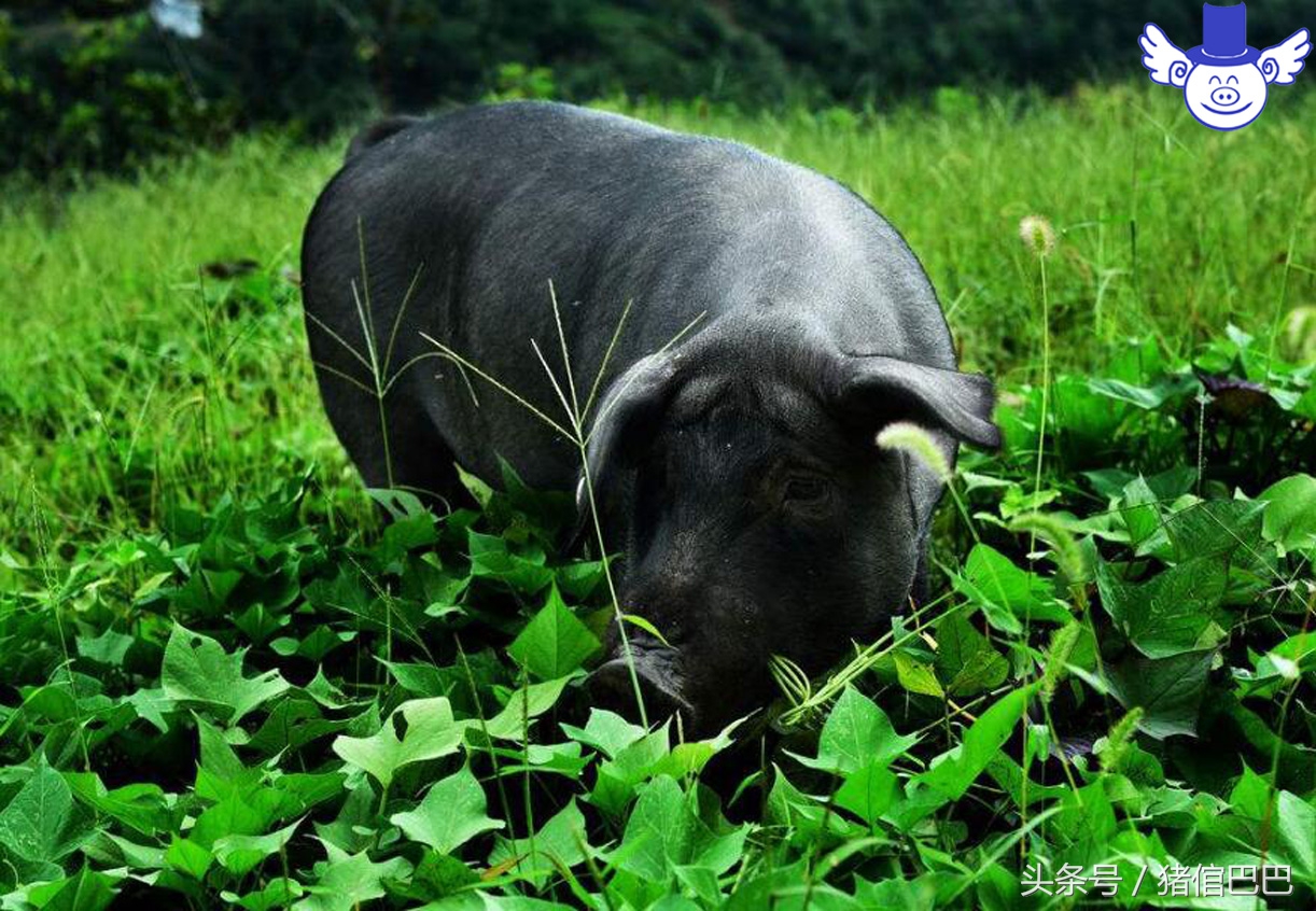 猪营养过剩会导致什么症状,猪缺水5个小时有危害吗