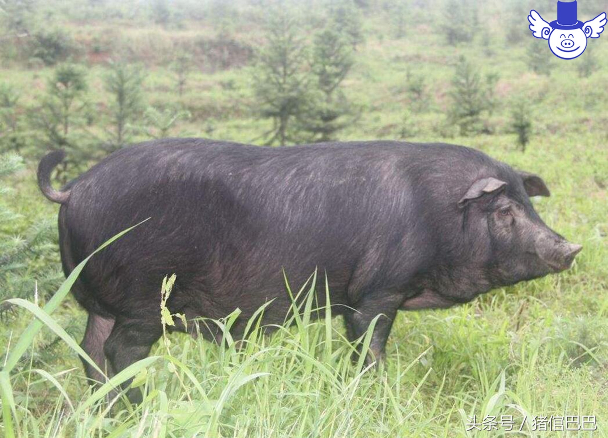 猪失水的危害有哪些,猪缺水5个小时有危害吗