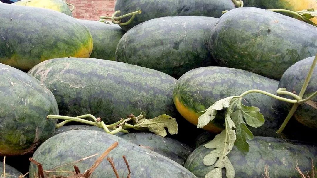 全国的西瓜哪里的最好吃,中国什么地方西瓜最好吃