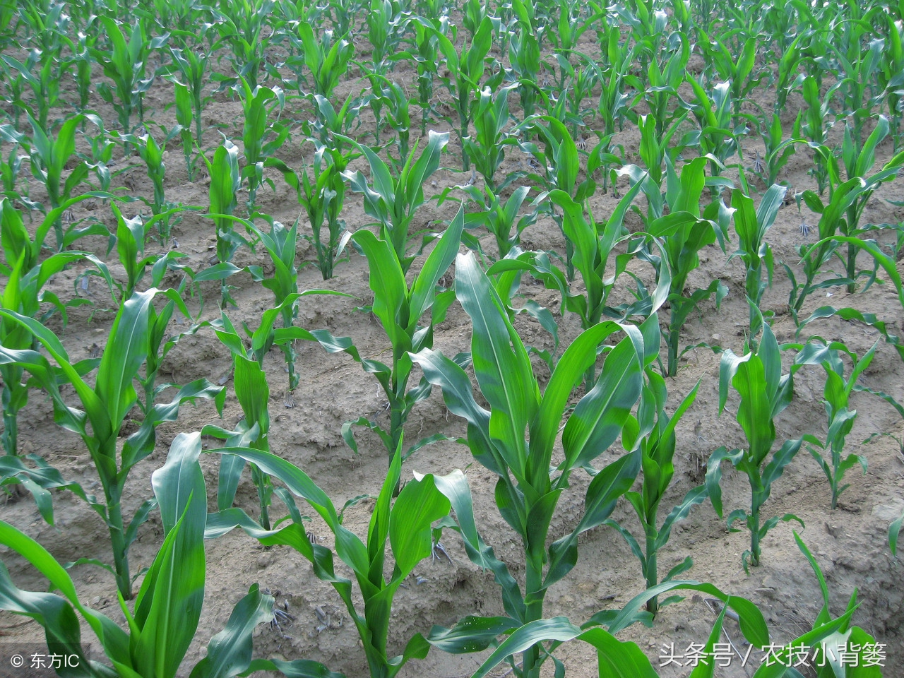 玉米长茬子怎么处理,玉米侧芽什么时候掰