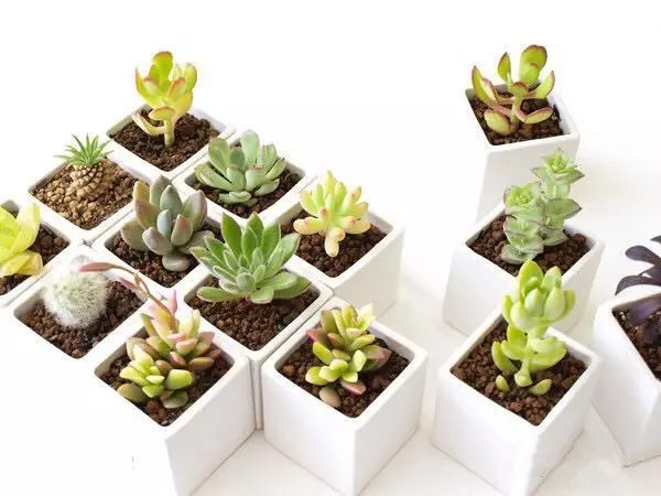 八卦掌多肉怎么浇水,八卦掌内功养生法