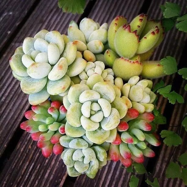 夏日多肉养花技巧图解,十二种招财多肉怎么浇水