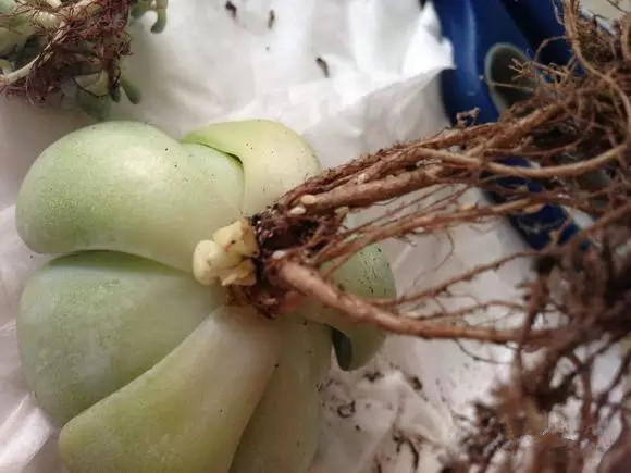 夏日多肉养花技巧图解,十二种招财多肉怎么浇水