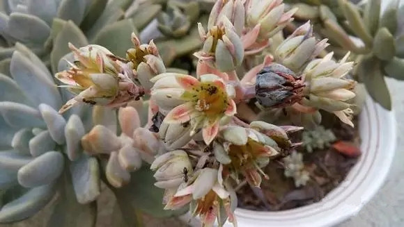 夏日多肉养花技巧图解,十二种招财多肉怎么浇水