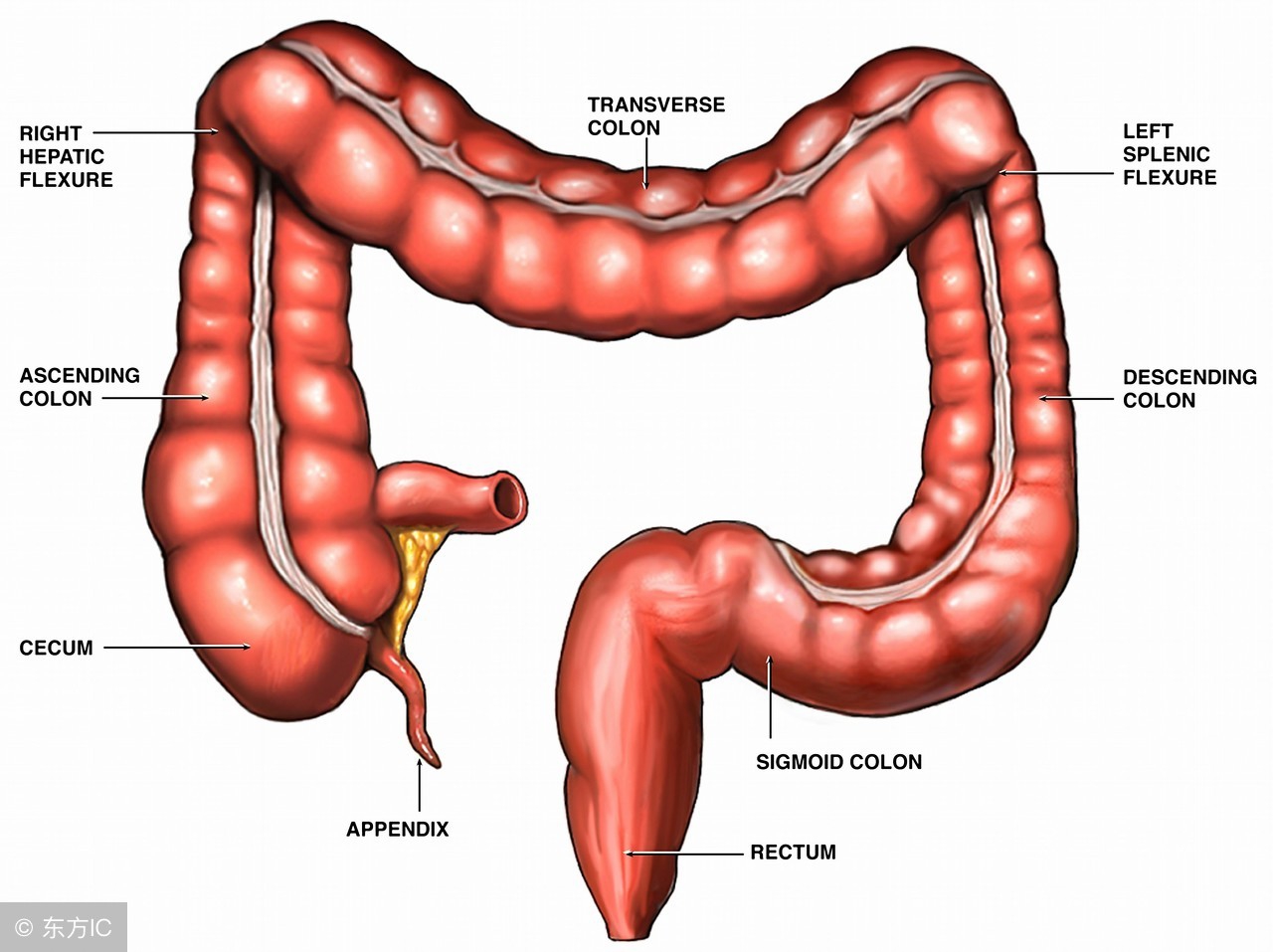 孕妇阑尾炎手术对孩子影响大吗,孕妇怀疑是阑尾炎挂什么科