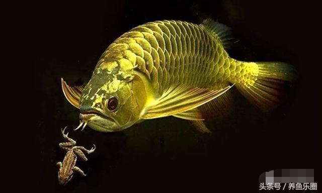 晒条丑过背，绝食自己把胡须吃了一条，手欠直接剪掉更丑了！