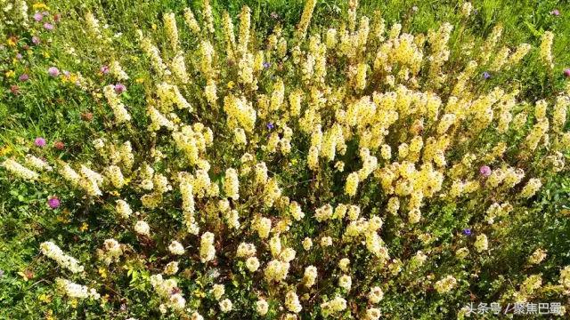 从成都出发最近的草原,成都出发4小时雪山花海