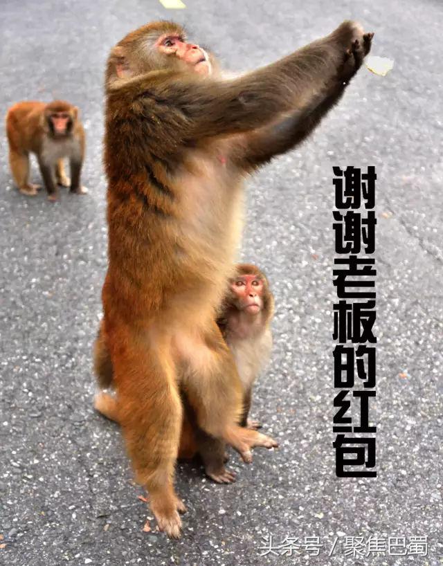 从成都出发最近的草原,成都出发4小时雪山花海