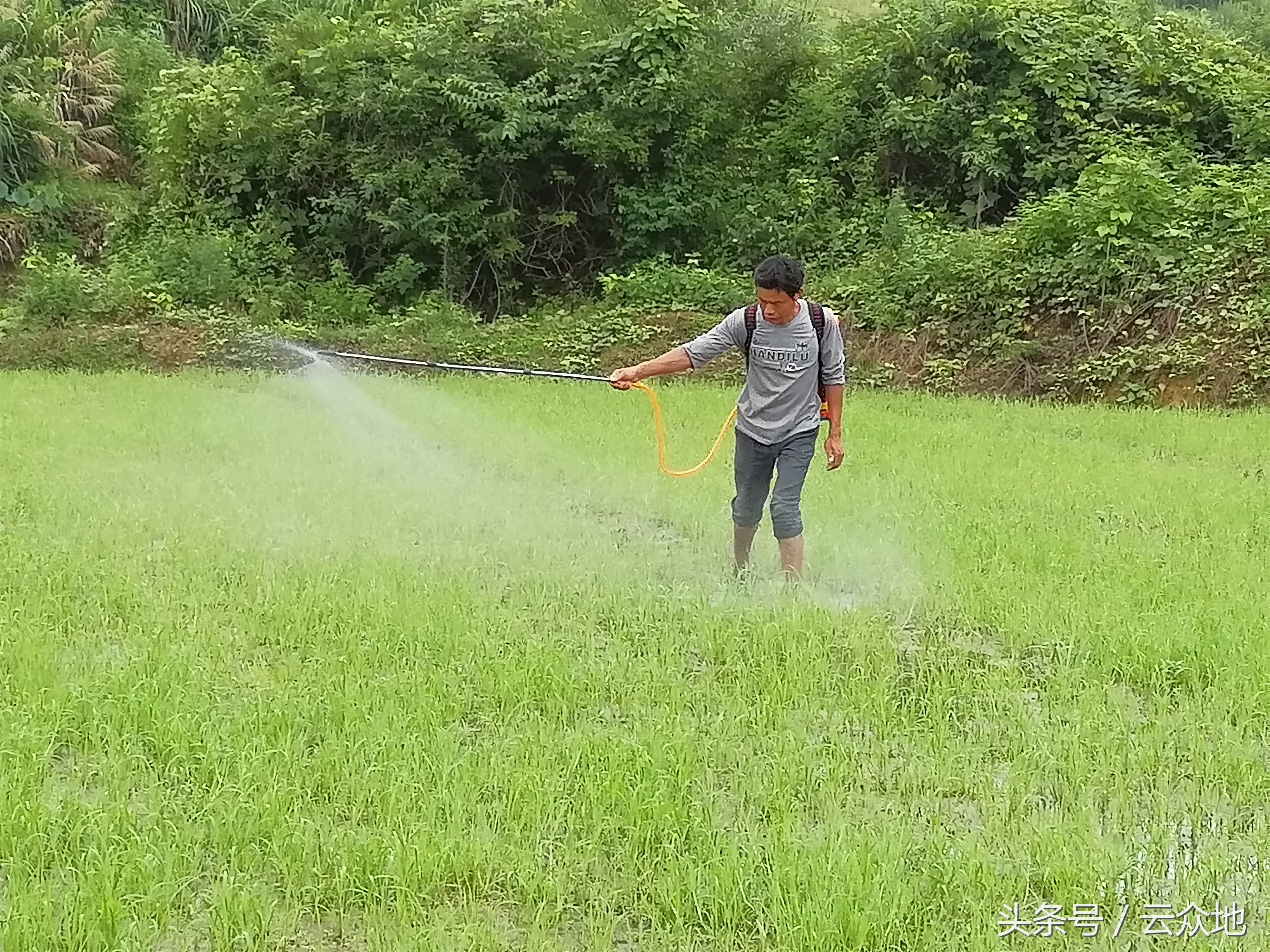 水稻田苋科杂草用什么除草剂好,旱稻田里野苋菜用什么除草剂