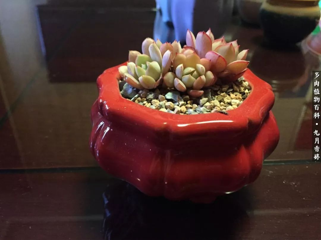 新手入坑必养多肉,刚入坑的多肉怎么养