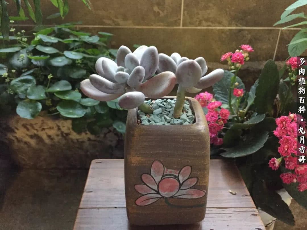 新手入坑必养多肉,刚入坑的多肉怎么养