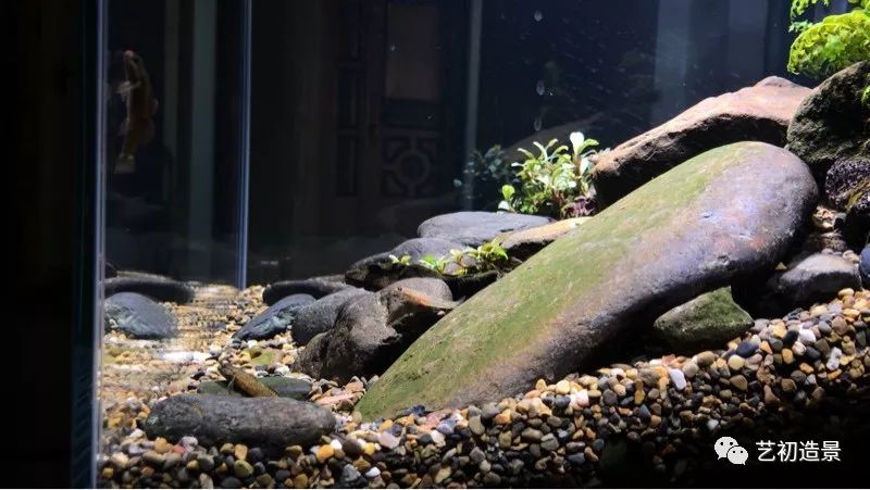 虾虎缸造景要什么过滤器,虾虎缸用什么石头造景好