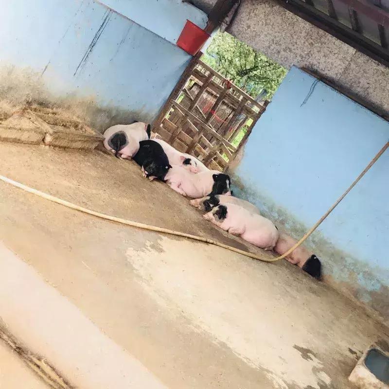 蔬果草莓采摘园,常州采摘适合夏天玩的地方