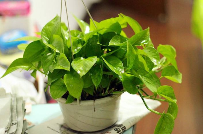 去甲醛效果最好的盆栽有哪些,除甲醛盆栽推荐一下