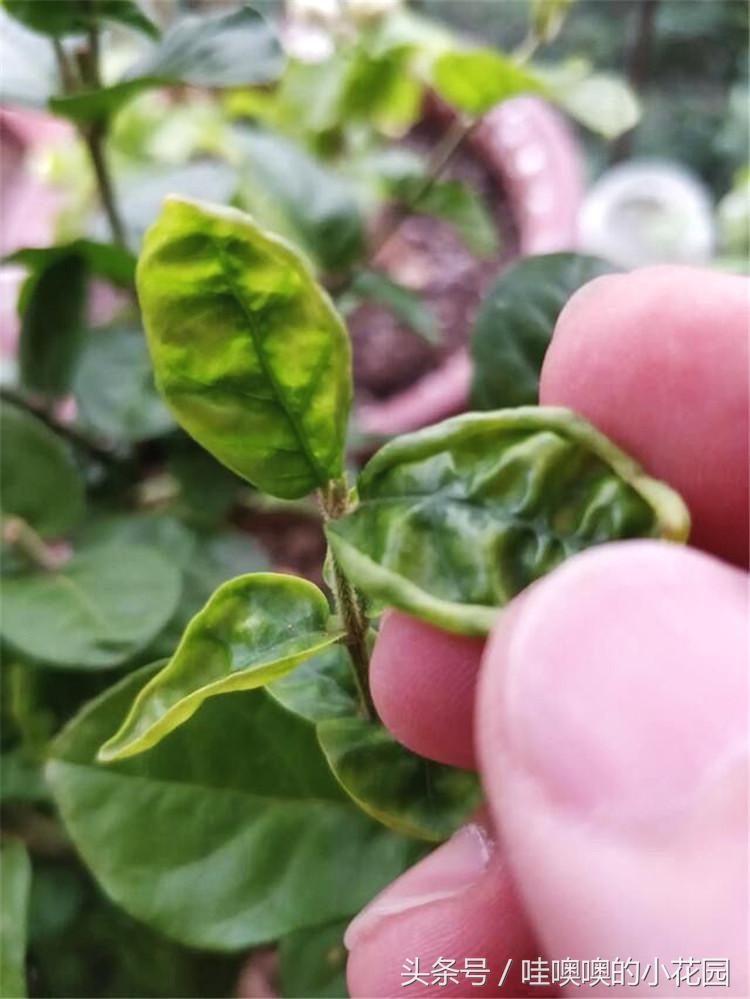 茉莉叶片发蔫卷曲怎么回事,茉莉新长的叶片卷边怎么办