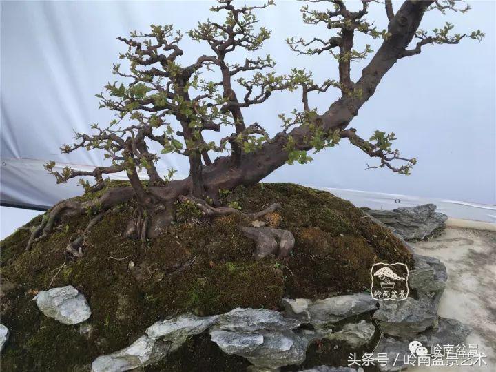 地瓜榕盆景的修剪技巧,金豆盆景修剪视频大全