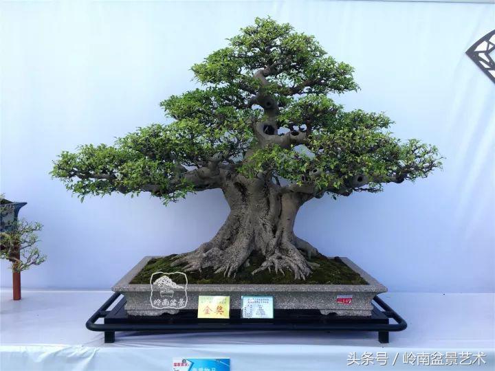 地瓜榕盆景的修剪技巧,金豆盆景修剪视频大全