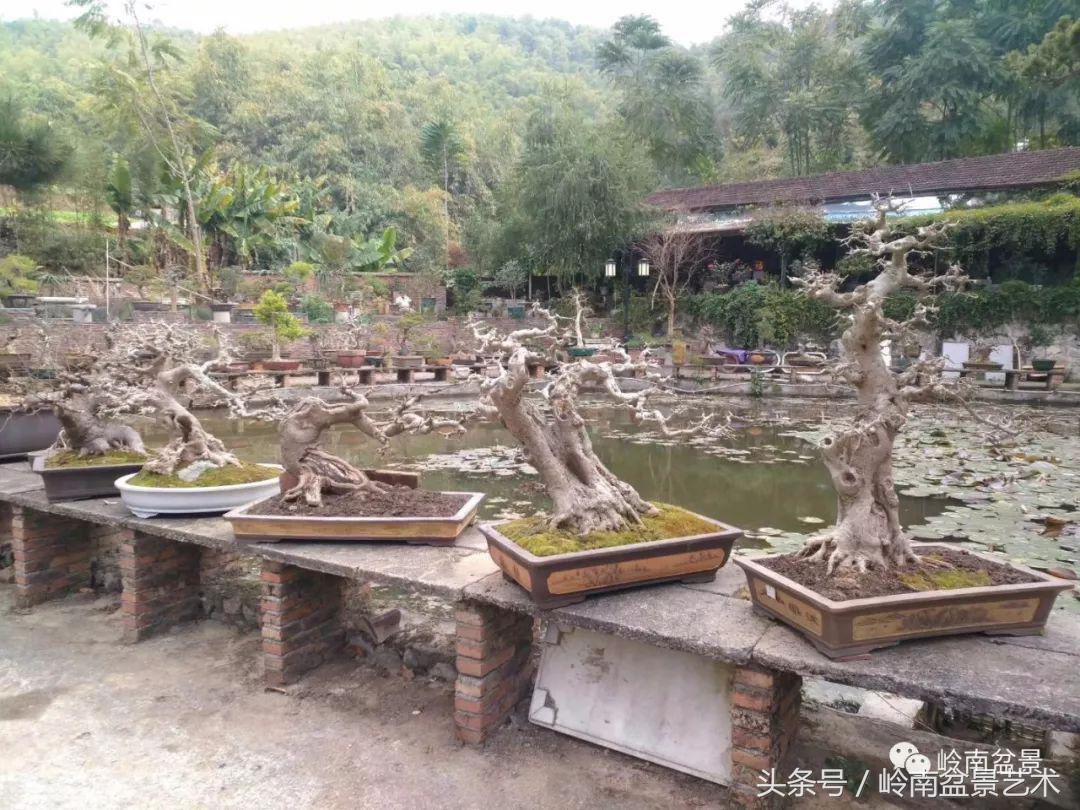 地瓜榕盆景的修剪技巧,金豆盆景修剪视频大全