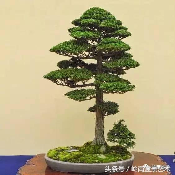 地瓜榕盆景的修剪技巧,金豆盆景修剪视频大全